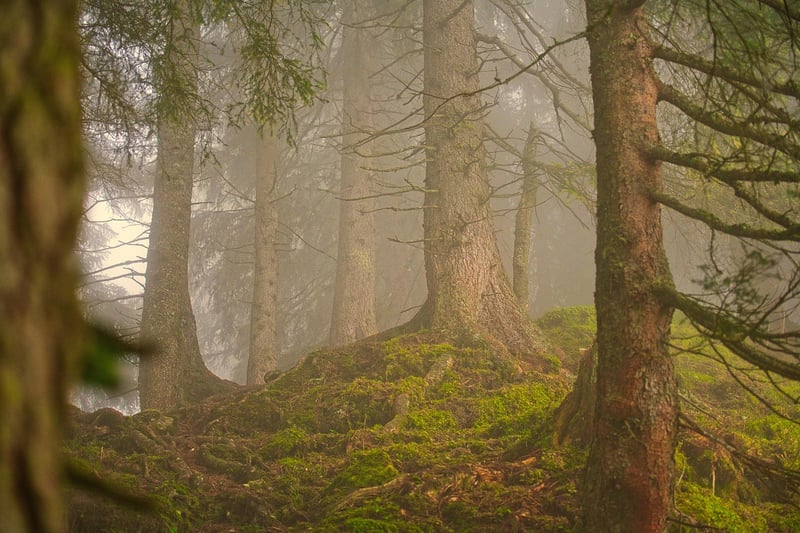 Black Forest Clearing