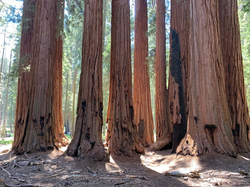 Redwood Forest Clearing