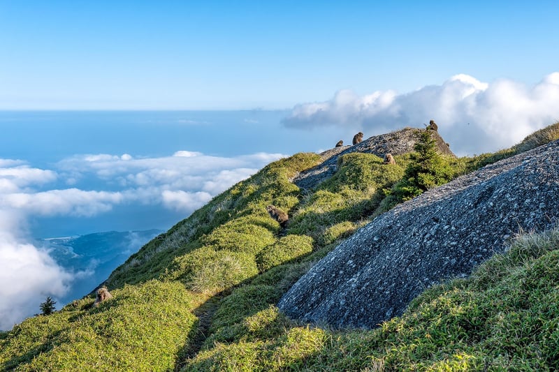 Yakushima Island Clearing